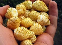 200 PCS Seeds Sweet Yellow Alpine Strawberry Seed Non-gmo Organic Fruit