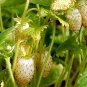 200 PCS Seeds Sweet Yellow Alpine Strawberry Seed Non-gmo Organic Fruit