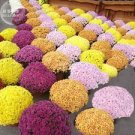 250 PCS Dendranthema Grandiflorum Perennial Flower Seeds