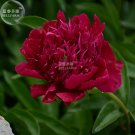 250 PCS Dendranthema Grandiflorum Rare Flower Seeds 250 PCS Dendranthema Grandiflorum Rare Flower Seeds
