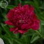 250 PCS Dendranthema Grandiflorum Rare Flower Seeds