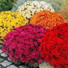 250 PCS Dendranthema Grandiflorum Mixed Flower Seeds