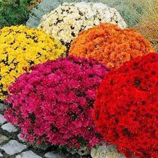250 PCS Dendranthema Grandiflorum Mixed Flower Seeds
