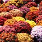 250 PCS Dendranthema Grandiflorum Mixed Flower Seeds
