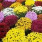 250 PCS Dendranthema Grandiflorum Mixed Flower Seeds