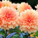 50 PCS Hardy Heat-resisting Different Perennial Dahlia Flower Seeds