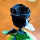 50 PCS Rsychic Rose Seeds