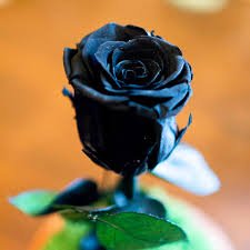 50 PCS Rsychic Rose Seeds