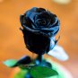 50 PCS Rsychic Rose Seeds
