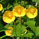 50 PCS Rare Japanese Takii Yellow Morning Glory Garden Climbing Flower Seeds 50 PCS Rare Japanese Takii Yellow Morning Glory Garden Climbing Flower Seeds