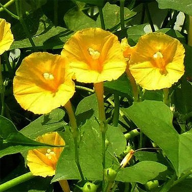 50 PCS Rare Japanese Takii Yellow Morning Glory Garden Climbing Flower Seeds