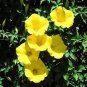 50 PCS Rare Japanese Takii Yellow Morning Glory Garden Climbing Flower Seeds
