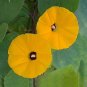 50 PCS Rare Japanese Takii Yellow Morning Glory Garden Climbing Flower Seeds