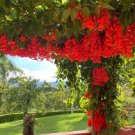 5 PCS Rare Mucuna Benettii Red Jade Vine Seeds
