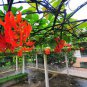 5 PCS Rare Mucuna Benettii Red Jade Vine Seeds