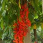 5 PCS Rare Mucuna Benettii Red Jade Vine Seeds