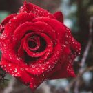 50 PCS Large Feral Red Rose Flower Seeds