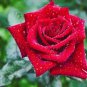 50 PCS Large Feral Red Rose Flower Seeds