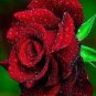 50 PCS Large Feral Red Rose Flower Seeds