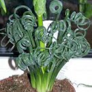 20 PCS Albuca Namaquensis Spiral Grass Seeds