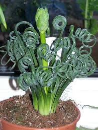 20 PCS Albuca Namaquensis Spiral Grass Seeds