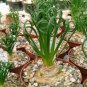 20 PCS Albuca Namaquensis Spiral Grass Seeds