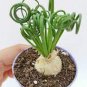 20 PCS Albuca Namaquensis Spiral Grass Seeds
