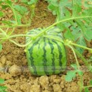 20 PCS Square Water Melon Seed Red Sweet Juicy Watermelon Rare Seed 20 PCS Square Water Melon Seed Red Sweet Juicy Watermelon Rare Seed