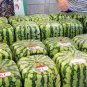 20 PCS Square Water Melon Seed Red Sweet Juicy Watermelon Rare Seed