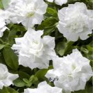200 PCS White Petunia Bonsai Flowers Seeds 200 PCS White Petunia Bonsai Flowers Seeds