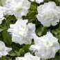 200 PCS White Petunia Bonsai Flowers Seeds