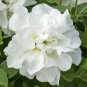 200 PCS White Petunia Bonsai Flowers Seeds