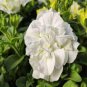 200 PCS White Petunia Bonsai Flowers Seeds