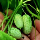 2 PCS Mexico Miniature Watermelon Seeds 2 PCS Mexico Miniature Watermelon Seeds