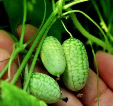 2 PCS Mexico Miniature Watermelon Seeds