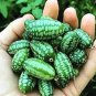 2 PCS Mexico Miniature Watermelon Seeds