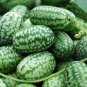 2 PCS Mexico Miniature Watermelon Seeds