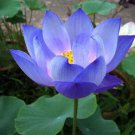 10 PCS Lotus Flowers Seeds
