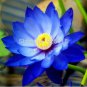 10 PCS Lotus Flowers Seeds