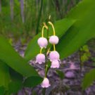 50 PCS Rare Colorful Lily of the Valley Convallaria Majalis Perennial Flower Seeds