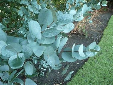 50 PCS Cider Gum Eucalyptus Seeds Myrtaceae Eucalyptus Gunnii Ornamental Plant