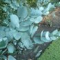 50 PCS Cider Gum Eucalyptus Seeds Myrtaceae Eucalyptus Gunnii Ornamental Plant