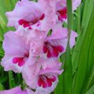 50 PCS New Variety Pink White Gladious Sword Lily Perennial Seeds
