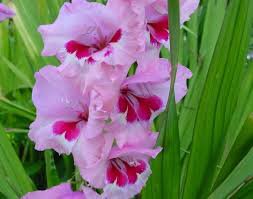 50 PCS New Variety Pink White Gladious Sword Lily Perennial Seeds