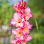 50 PCS New Variety Pink White Gladious Sword Lily Perennial Seeds