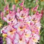 50 PCS New Variety Pink White Gladious Sword Lily Perennial Seeds