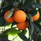 10 PCS Mandarin Orange Dwarf Bonsai Indoors Outdoors Fruit Tree Seeds