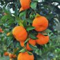 10 PCS Mandarin Orange Dwarf Bonsai Indoors Outdoors Fruit Tree Seeds