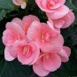 50 PCS Rieger Begonias Flower Bonsai Begonia x Aelatior Beautiful Multi-Flap Flower Seeds