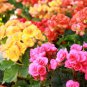 50 PCS Rieger Begonias Flower Bonsai Begonia x Aelatior Beautiful Multi-Flap Flower Seeds